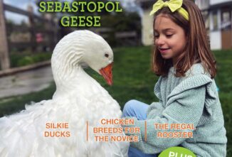 Backyard Poultry — June/July 2025